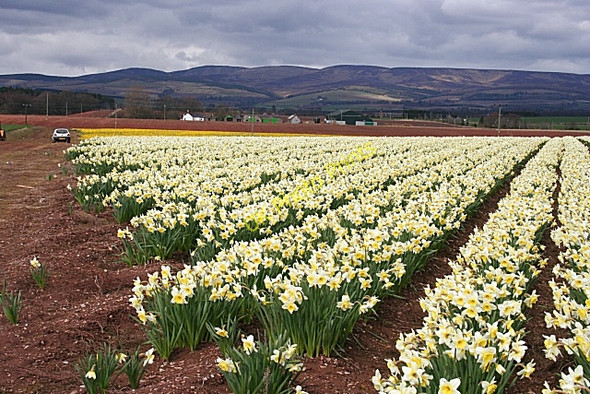 Photo 6"x4" Bulb Fields and Little Thornton West Burnside\/NO7070 c2008