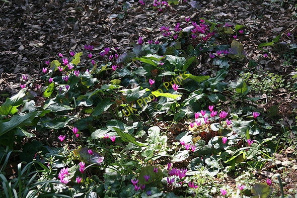 Photo 6"x4" Broadclyst: Cyclamen at Killerton Beare\/SS9800 c2008