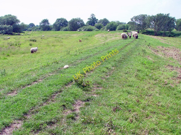 Photo 6"x4" Embankment footpath by the Pocklington Canal East Cottingwith c2005