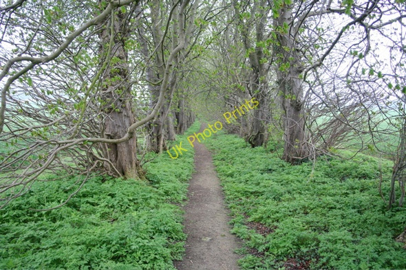 Photo 6"x4" A path through the woods near Pond Street Bridge Green\/TL4636 c2008