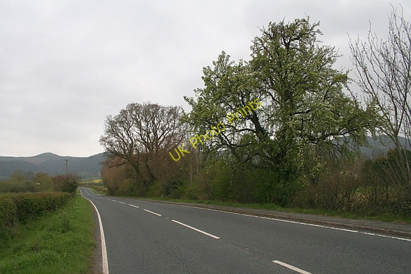 Photo 6"x4" Pear Tree near Days Farm Marl Bank c2008