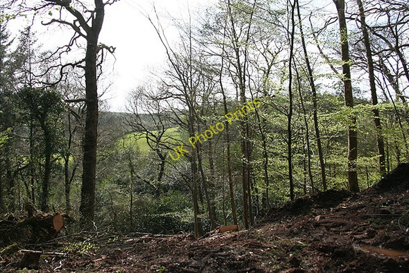 Photo 6"x4" Stoodleigh: above the Exe valley Cove\/SS9519 c2008