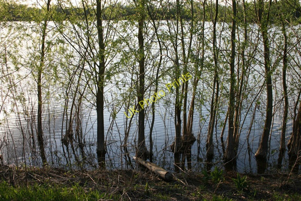 Photo 6"x4" Willow Edged Gravel Pit (1) Chertsey c2008