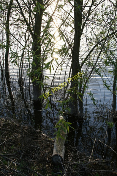 Photo 6"x4" Willow Edged Gravel Pit (2) Chertsey c2008