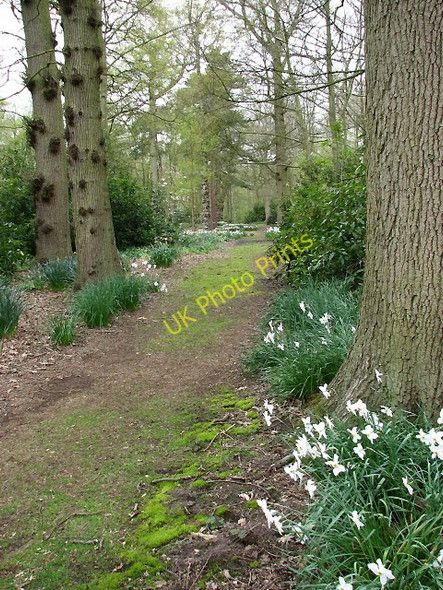 Photo 6"x4" Path through Ashmanhaugh Wood Ashmanhaugh c2008
