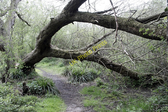 Photo 6"x4" Fallen Willow in Fox Covert Long Eaton c2008