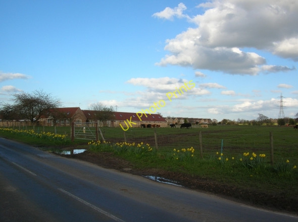 Photo 6"x4" Daffodils in Stockton Stockton on the Forest c2008