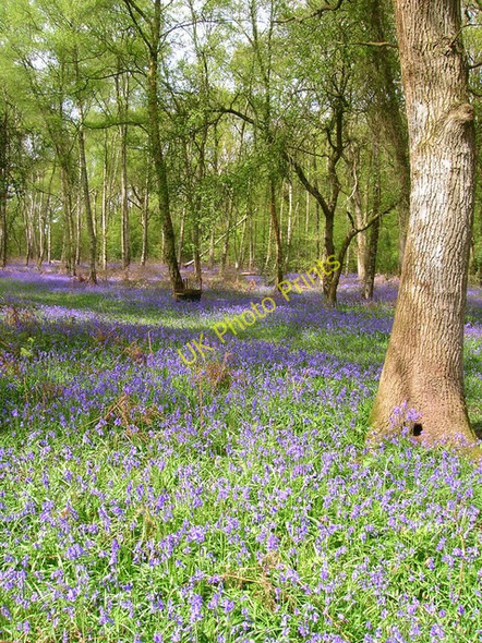 Photo 6"x4" Smale Copse Newpound Common c2008