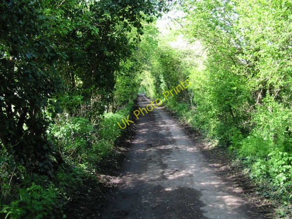 Photo 6"x4" Leafy lane to Whitehall farm Canterbury\/TR1457 c2008