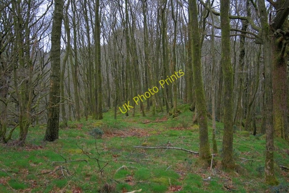 Photo 6"x4" Wooded Rocky Knoll, Above Force Falls Force Forge c2008