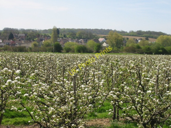 Photo 6"x4" Orchard in bloom Canterbury\/TR1457 c2008
