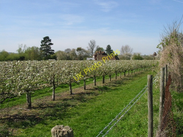 Photo 6"x4" The roof of Tonford Manor amongst the fruit trees Canterbury\/TR1457 c2008