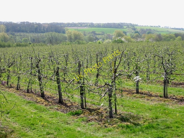 Photo 6"x4" Orchards near Howfield Farm Chartham Hatch c2008