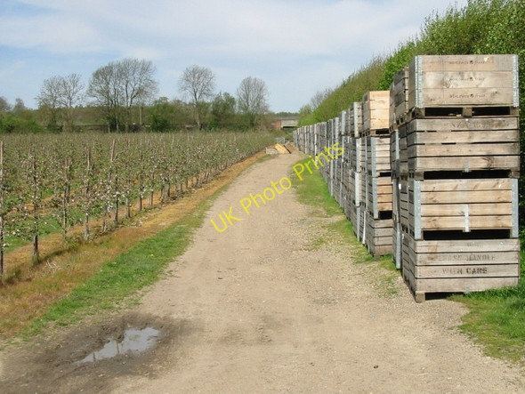 Photo 6"x4" Fruit boxes on Howfield Farm Chartham Hatch c2008