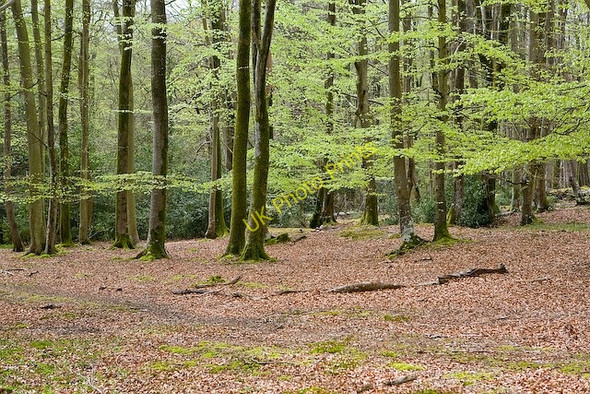 Photo 6"x4" Beech woodland south of Minstead House London Minstead c2008