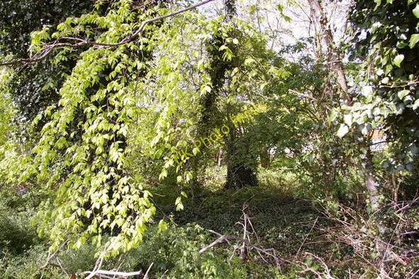 Photo 6"x4" Wooded area Lonsdale Drive, Enfield Southgate\/TQ3094 c2008