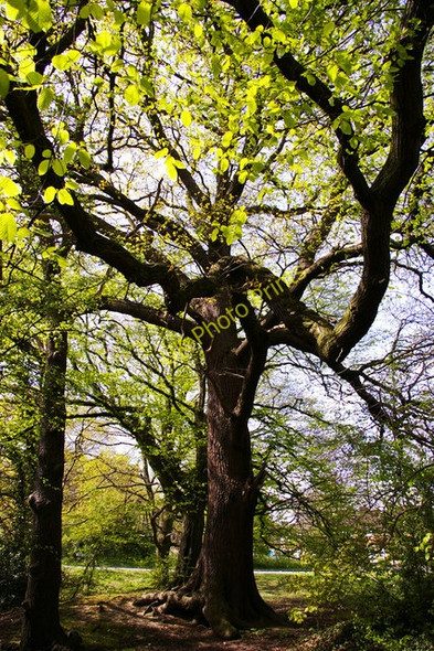Photo 6"x4" Oak tree coming into leaf, wooded area, Lonsdale Drive, Enfield Southgate\/TQ3094 c2008