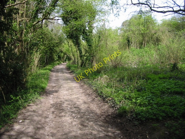 Photo 6"x4" View along the Old Wye Lane on Julliberrie Downs Bagham c2008