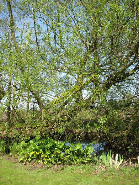 Photo 6"x4" Pond beside the road North Walsham c2008