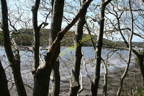 Photo 6"x4" Yealmpton: on the old railway line Bridgend\/SX5548 c2008