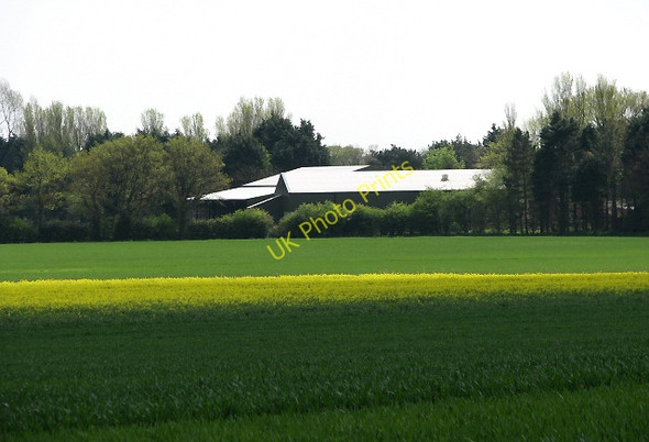 Photo 6"x4" A strip of yellow in the green East Ruston c2008