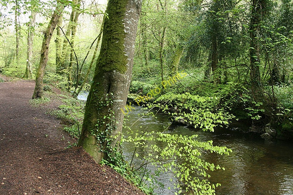 Photo 6"x4" Yealmpton: river Yealm Yealmpton c2008