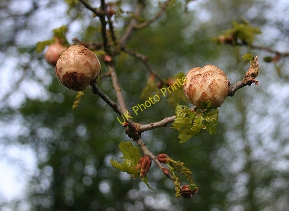 Photo 6"x4" Oak Apples, Watery Lane Upper Welland c2008