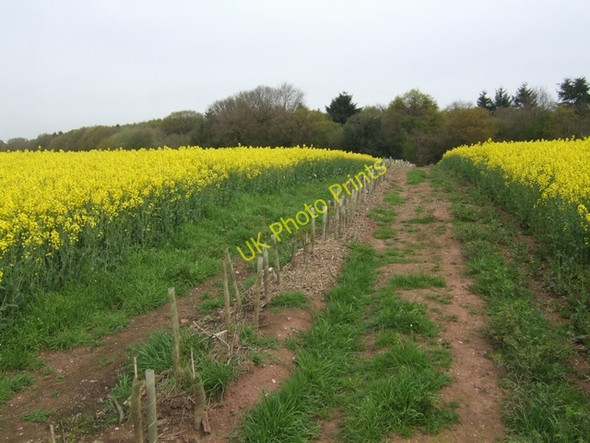 Photo 6"x4" View to Colehurst Wood Rosehill\/SJ6630 c2008