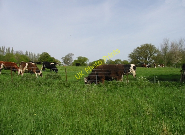 Photo 6"x4" Cattle grazing at Hole Park Beacon Hill\/TQ8232 c2008