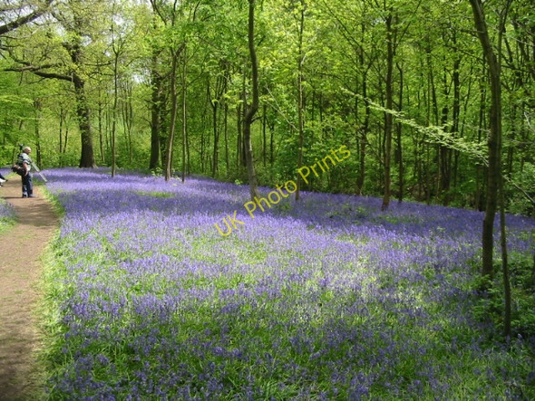 Photo 6"x4" The bluebells in Brick Kiln Wood on the Hole Park estate Beacon Hill\/TQ8232 c2008