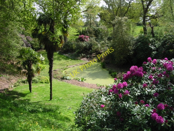Photo 6"x4" Primaeval looking pond at Hole Park Beacon Hill\/TQ8232 c2008