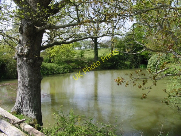 Photo 6"x4" Looking W across a pond near Pullington Farm Pullington c2008