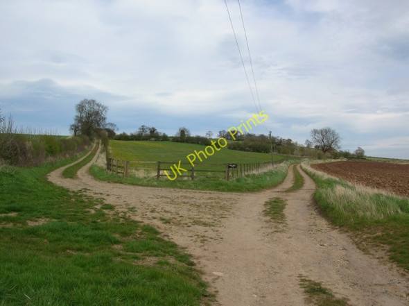 Photo 6"x4" Ahead to Hillside Farm Crambe c2008