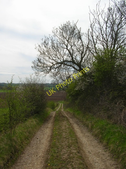 Photo 6"x4" Track to Barton Le Willows Crambe c2008