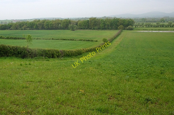 Photo 6"x4" Woodland on Longdon Marsh Longdon\/SO8336 c2008