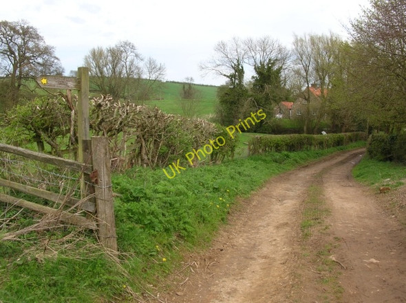 Photo 6"x4" Edge of Crambe Crambe c2008