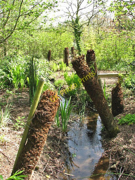 Photo 6"x4" Priory Gardens - tree ferns Sheringham c2008