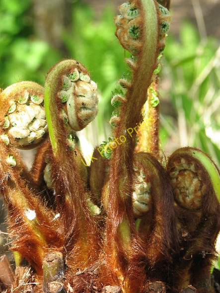 Photo 6"x4" Tree fern (Dicksonia antarctica) Sheringham c2008
