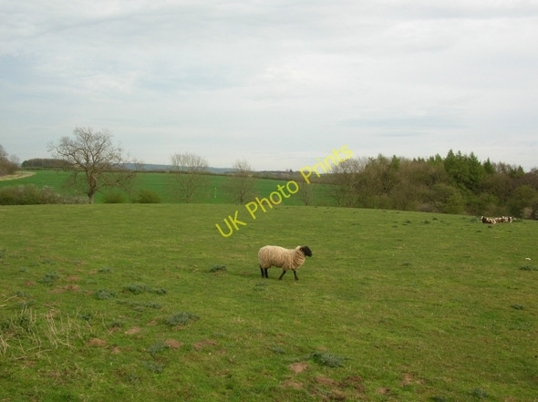 Photo 6"x4" Sheep near Scrayingham Scrayingham c2008