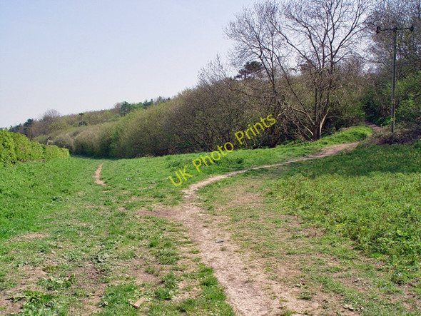 Photo 6"x4" Wauldby Scrogs and Nut Wood Riplingham c2008