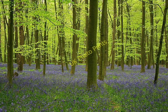 Photo 6"x4" Bluebells and beech leaves, Brick Kiln Copse Tunworth c2008