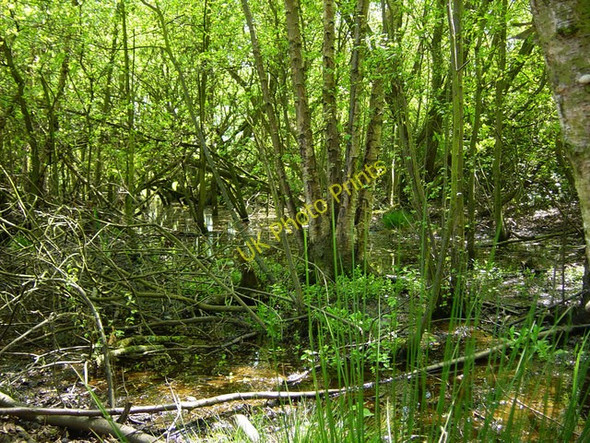 Photo 6"x4" Swamp west of Frimley Frimley c2008