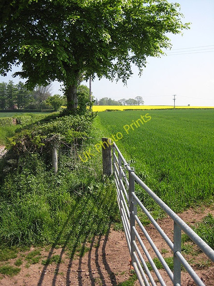 Photo 6"x4" Field edge in spring sunshine Bromsash c2008