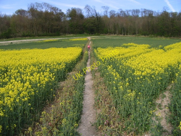Photo 6"x4" Footpath to Beech Wood and Crundale Hassell Street c2008