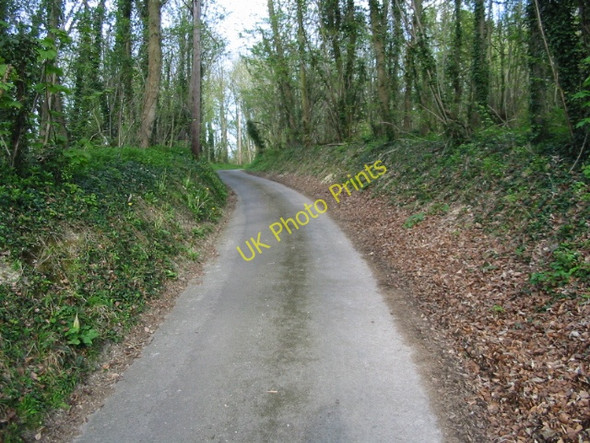 Photo 6"x4" Looking E along lane to Down Farm Wye c2008