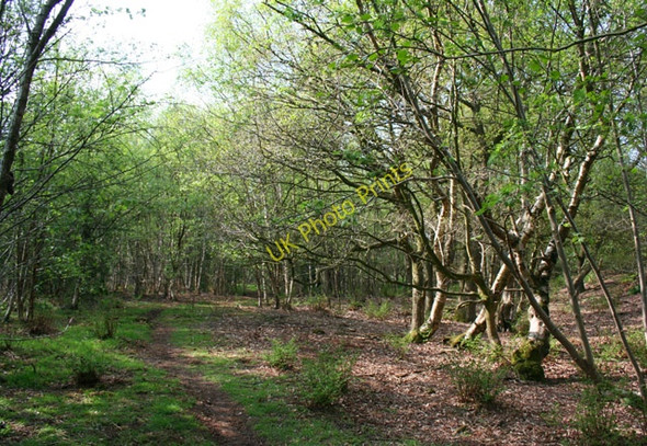 Photo 6"x4" Woodland path, Twemlows Big Wood Prees Higher Heath c2008