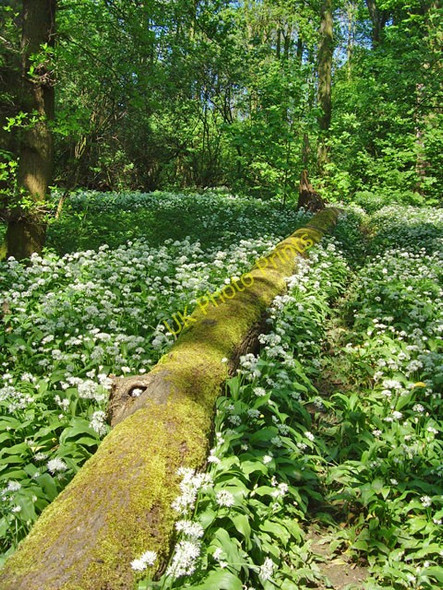 Photo 6"x4" Brumby Woods, Scunthorpe Scunthorpe c2008