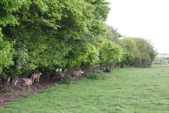 Photo 6"x4" Sheep in the shade Buckbury c2008