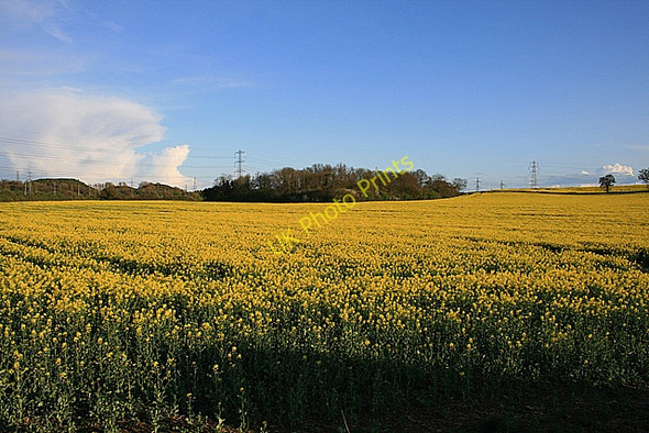 Photo 6"x4" View toward Hipsey Spinney Upper Sundon c2008