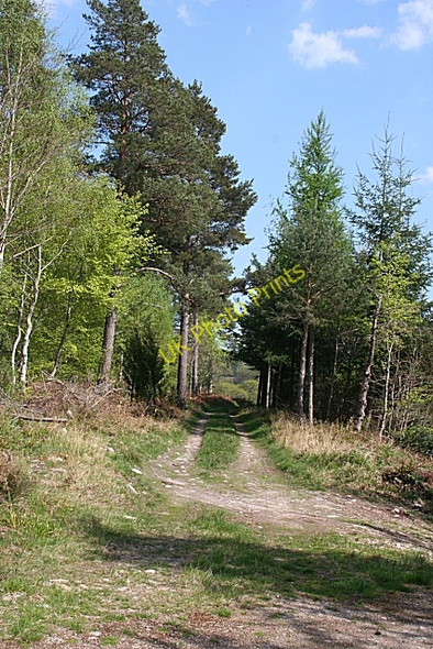 Photo 6"x4" Forest Track Conicavel c2008